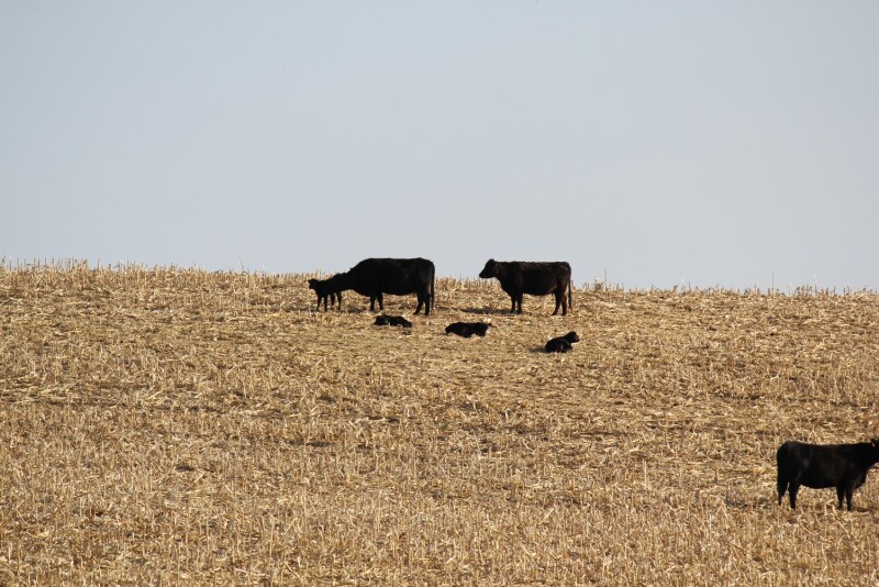 Supplementation is important for pairs grazing cornstalk residue. 