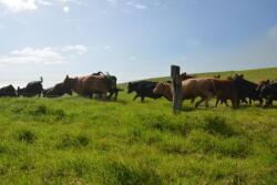 Electric_Fence