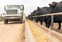 Corn by-products can be an alternative energy feed source for cattle. 