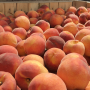 New Jersey peaches are now available.