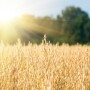 Oats_Adobe Stock
