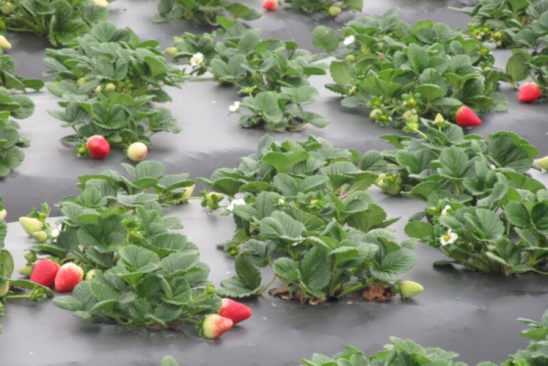 Naturipe-strawberry-field.jpg