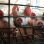 As pork prices fall, some economists and analysts fear more plant processing closures could come soon. That's as producers explore ways to reduce costs and weather this market headwind in order to not repeat the 1990s.