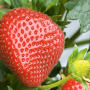 16B9747C-F77A-4452-BA091EFB0E0C5263.png