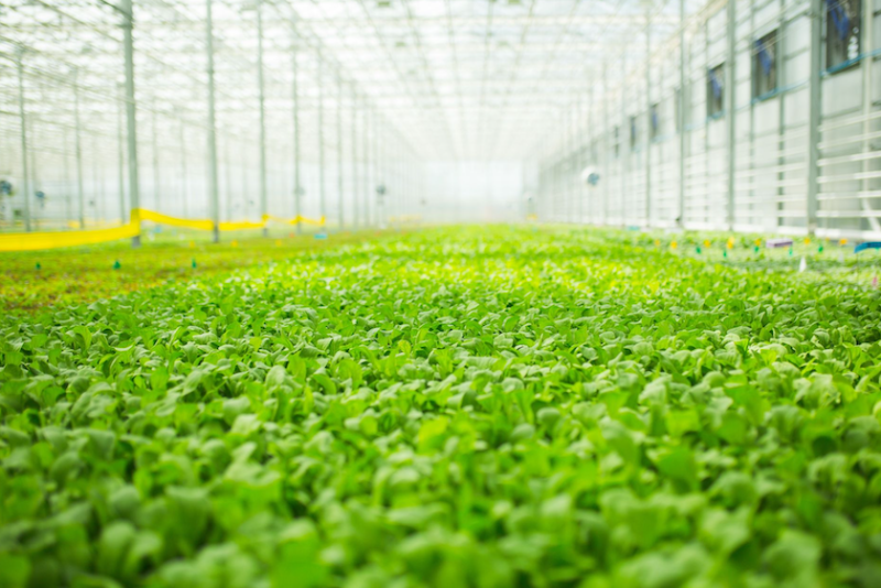 The hydroponic grower is building four high-tech farms in locations throughout the country to expand its reach and ramp up revenue by 2025. 