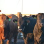 BT_Feeder_Cattle