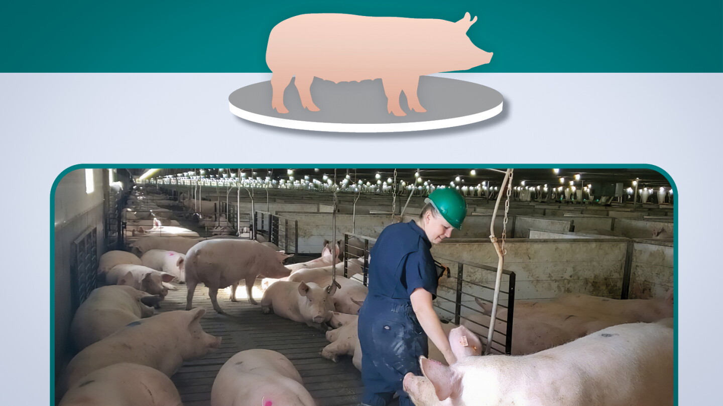 Stop the Silent Drain: A Value-Based Framework for Voluntary Sow Culling