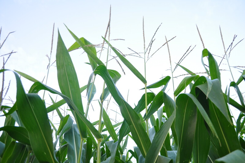 Causing the plateau in steady land values has been several years of lower supply of land for sale, which so far has negated any depressed values as a result of the profitability pressures.