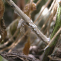 white mold.PNG