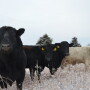 BT_Bulls_and_Cows
