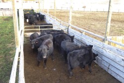 These cattle are being stored in segments of the alleyway waiting their turn to go up to the processing area for pregnacy testing. Note the generous space they are given to help keep them relaxed and in a normal frame of mind. In this regard, wider alleyways are better (i.e., 14'-16') instead of 12' pictured here.