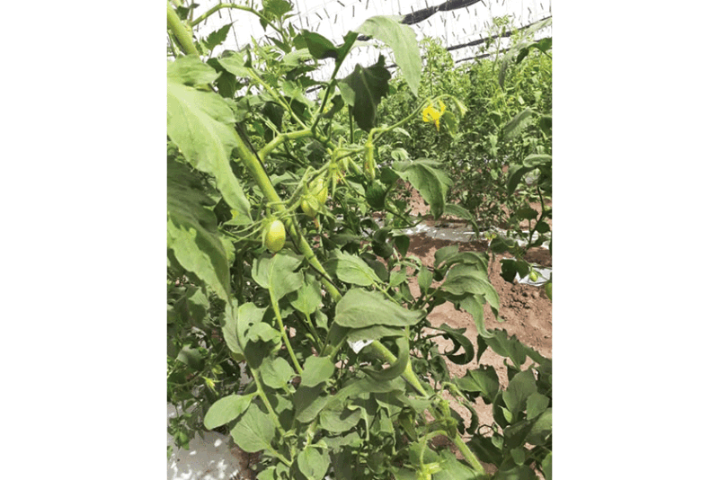 Calavo-shade-house-romas-2.gif