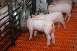 A successful plan for managing weaned pig startups is grounded in science.