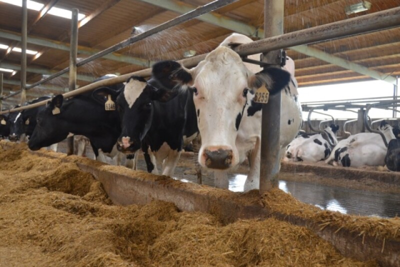 DT_Dairy_Cows_Sprinkler