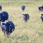 ranch cows