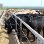 Texas beef on dairy