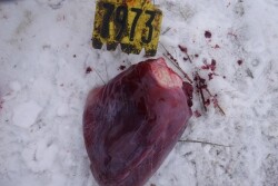 Fig. 1. The heart image depicts serous atrophy of cardiac fat.