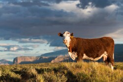 While the beef industry has seen growing demand, developments mostly driven by environmental activists still loom over the industry like a gray cloud. 