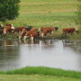 Cattle drinking
