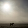 Smoke.horned.cow_.jpg