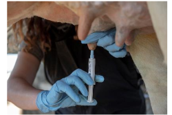 The use of an ITS can reduce the risk of developing an IMI by more than 70%. To reduce the risk of IMIs and teat end leakage, many experts advocate the use of an ITS on all teats, and especially for those teats that score a 3 or 4 (on a 4-point scale) at dry-off due to higher risk.