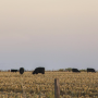 cattle grazing stalks usda.PNG