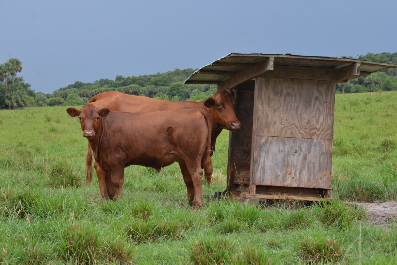 Drovers Hosted Header.JPG