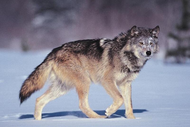 Gray wolf