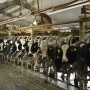 South Dakota’s impressive growth continues, adding another 13,000 cows and 24 million lbs. over last March.