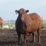 Beef Bull