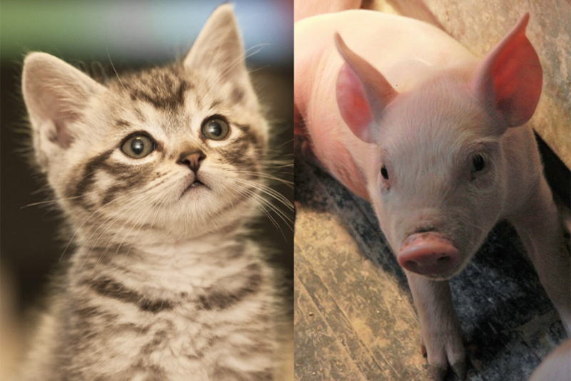 Cat and Pig