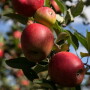 Jazz apples
