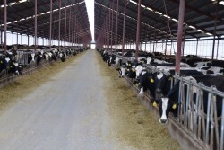 The ongoing milk price rollercoaster that seems to be on a downward track has once again forced a Dairy Margin Coverage payment to be issued in 2023.