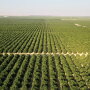 We plan to pick mid-October to the end of June,’ says Tracy Jones, chief operating officer and senior vice president of sales for Booth Ranches LLC of the company’s navel oranges.