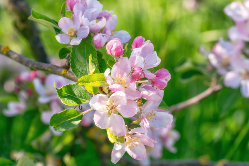 Apple bloom, blossom
