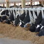 Penn State Dairy Extension specialist Virginia Ishler said current conditions are mimicking those of 2012, when feed prices soared to unprecedented highs.