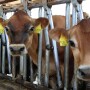 dairy_cows