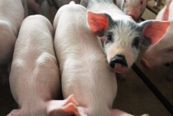 Scott Brown, livestock economist at the University of Missouri, shares his thoughts on the outlook of pork in 2023, including exports, and how producers might want to mitigate risk.