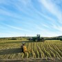 Silage Pile_Tracey Buyce