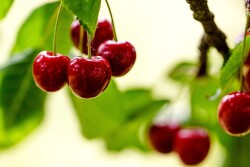 Cherries hanging from a tree