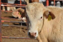 Steer with RFID tag
