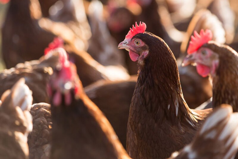 laying hens