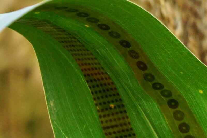 Applied in a peel-and-stick fashion, a new graphene sensor essentially measures how much and how fast a plant drinks.
