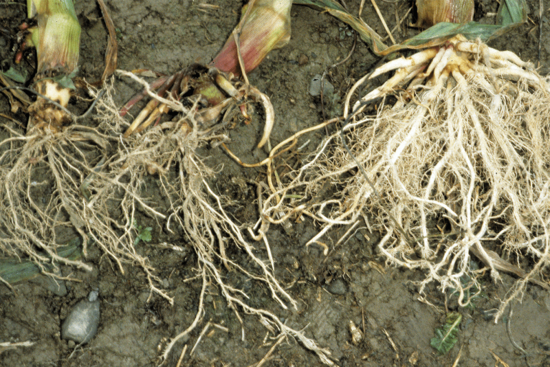Tree Rootworm Western Corn Rootworm: How To Stay Ahead Of The Billion‑Dollar Bug - AgWeb