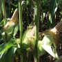 corn