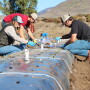 Students plant a Macrophomina root rot host resistance screening trial at the Cal Poly Strawberry Center