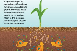 Organic nitrogen (N), phosphorus (P) and sulfur (S) are unavailable to plants. Microbes make nutrients available to plants by converting them to the inorganic form through a process called mineralization.