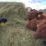 Right after weaning is a good time to analyze the business and see what it cost to produce a pound of weaned calf. 