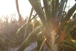 Bland Farms Vidalia Onions