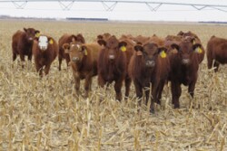 Nebraska_Stockers_Cornstalks